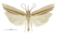 Orocrambus angustipennis (male). Crambidae: Crambinae. Endemic