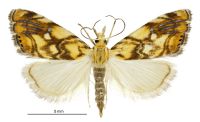 Glaucocharis selenaea (female). Crambidae: Crambinae. Endemic