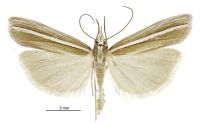 Orocrambus callirrhous (male). Crambidae: Crambinae. Endemic
