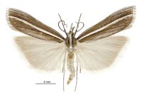 Orocrambus enchophorus (male). Crambidae: Crambinae. Endemic