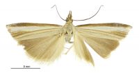 Orocrambus jansoni (Male). Crambidae: Crambinae. 