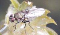Leaf mining fly Hydrellia lagarosiphon. Image - University College Dublin 