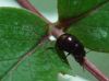 Tutsan leaf-feeding beetle (Chrysolina abchasica) on a Tutsan leaf.