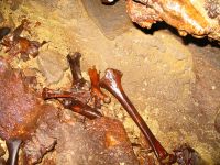 Moa bones from Honeycomb Caves, Westland