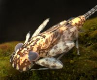 Heptagenid mayfly