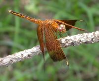 Neurothemis ramburi (Libellulid) adult dragonfly