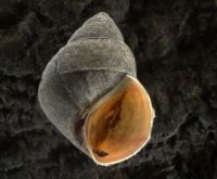 Bithyniid mollusc
