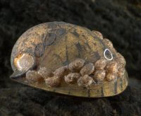 Neritid (species 2 dorsal) mollusc
