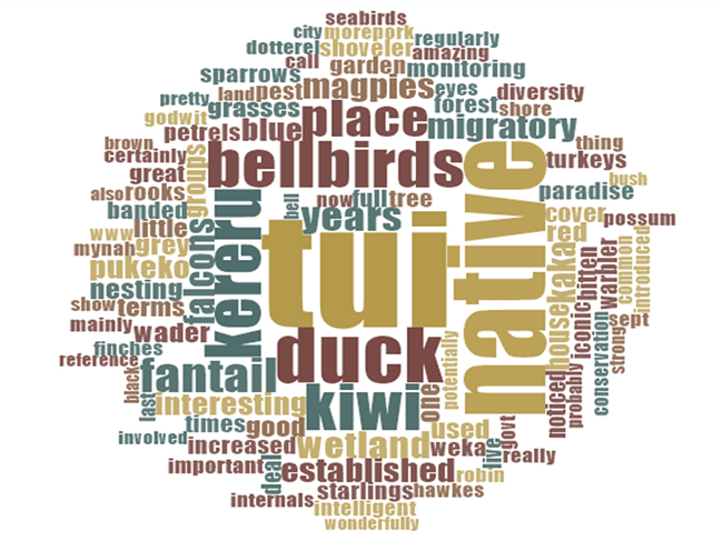 Word cloud summary of terms used in the discussion of bird species of interest.