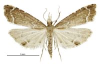 Diplopseustis perieresalis (female). Crambidae: Spilomelinae. Native
