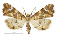 Musotima nitidalis (female). Crambidae: Musotiminae. Native