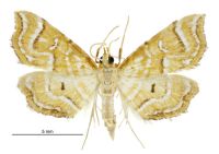 Musotima ochropteralis (male). Crambidae: Musotiminae. Adventive