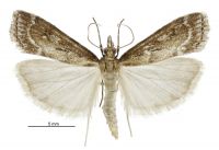 Eudonia octophora (male). Crambidae: Scopariinae. Endemic