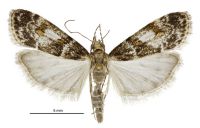 Eudonia thyridias (male). Crambidae: Scopariinae. Endemic