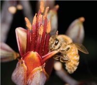 Bee pollinating flower